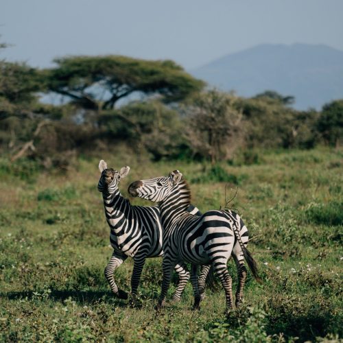 peter-thomas-JlgUWEt_frw-unsplash